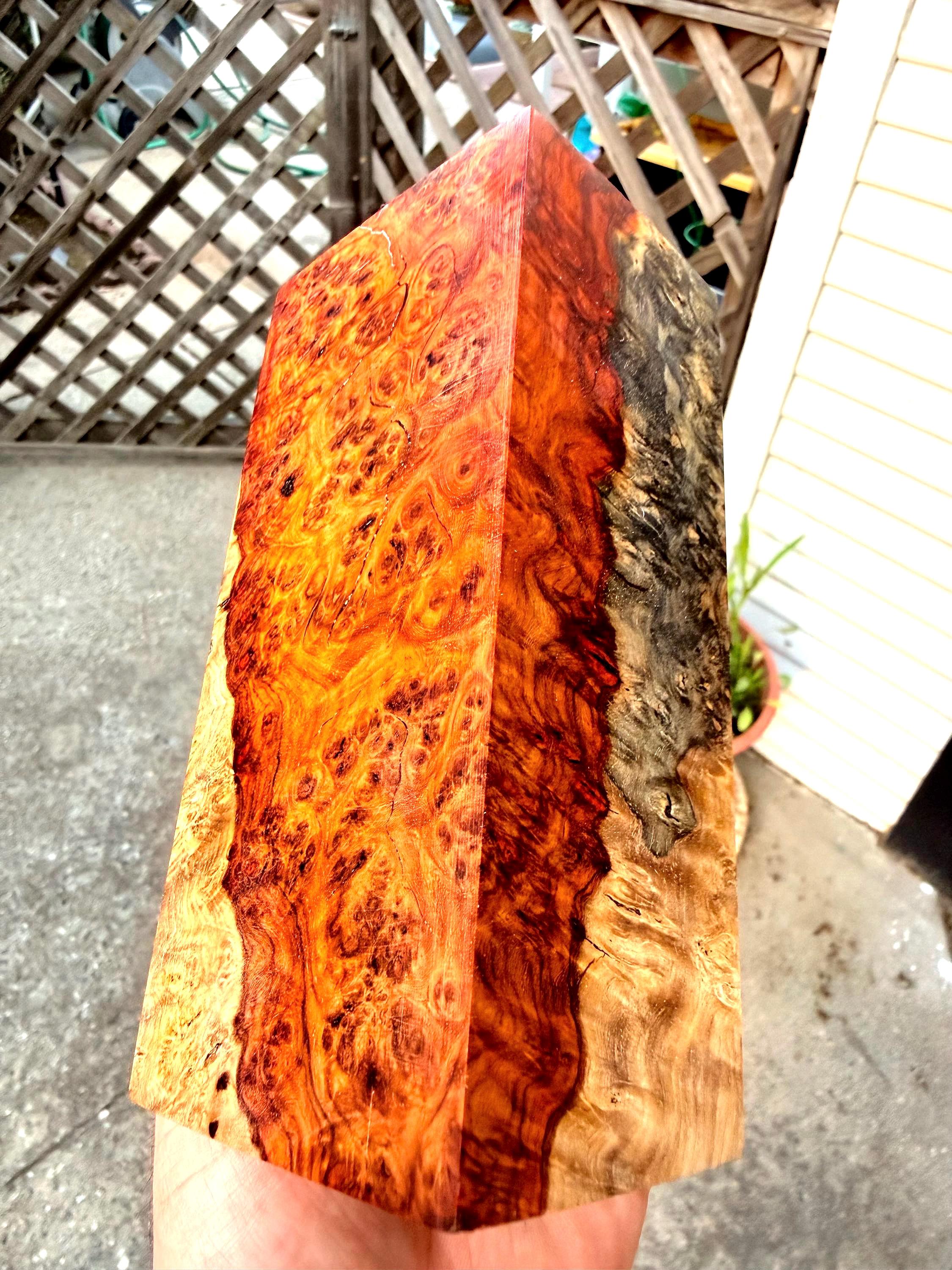 XL Sized Museum-Grade Tri Color - Amboyna Burl Blank (Spalted, Sapwood, Deep Red Heartwood)         Professionally Stabilized by K&G