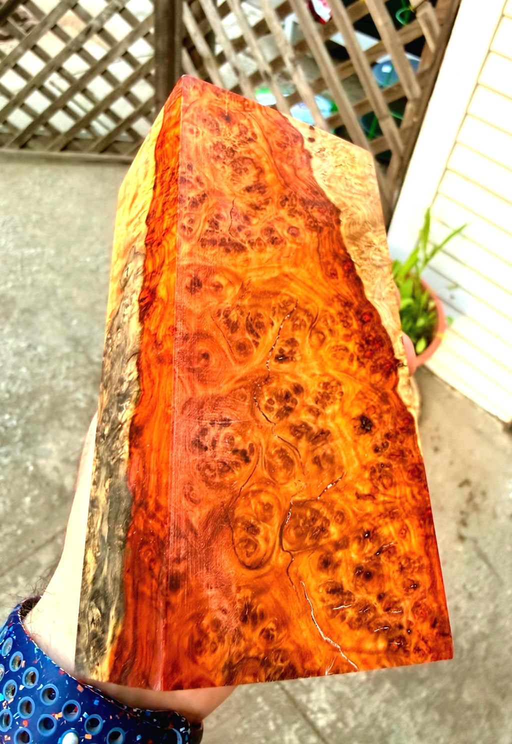 XL Sized Museum-Grade Tri Color - Amboyna Burl Blank (Spalted, Sapwood, Deep Red Heartwood)         Professionally Stabilized by K&G