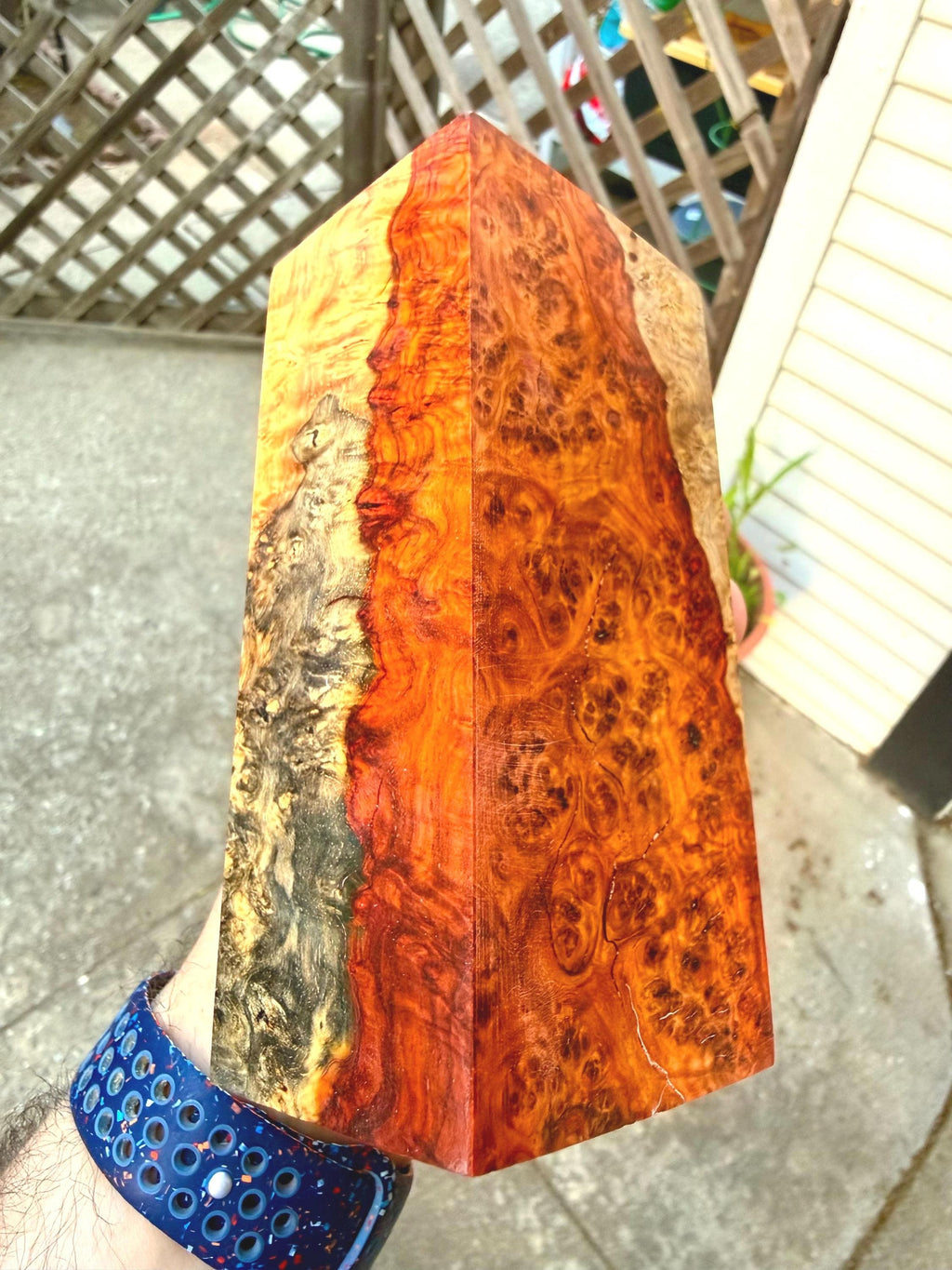 XL Sized Museum-Grade Tri Color - Amboyna Burl Blank (Spalted, Sapwood, Deep Red Heartwood)         Professionally Stabilized by K&G