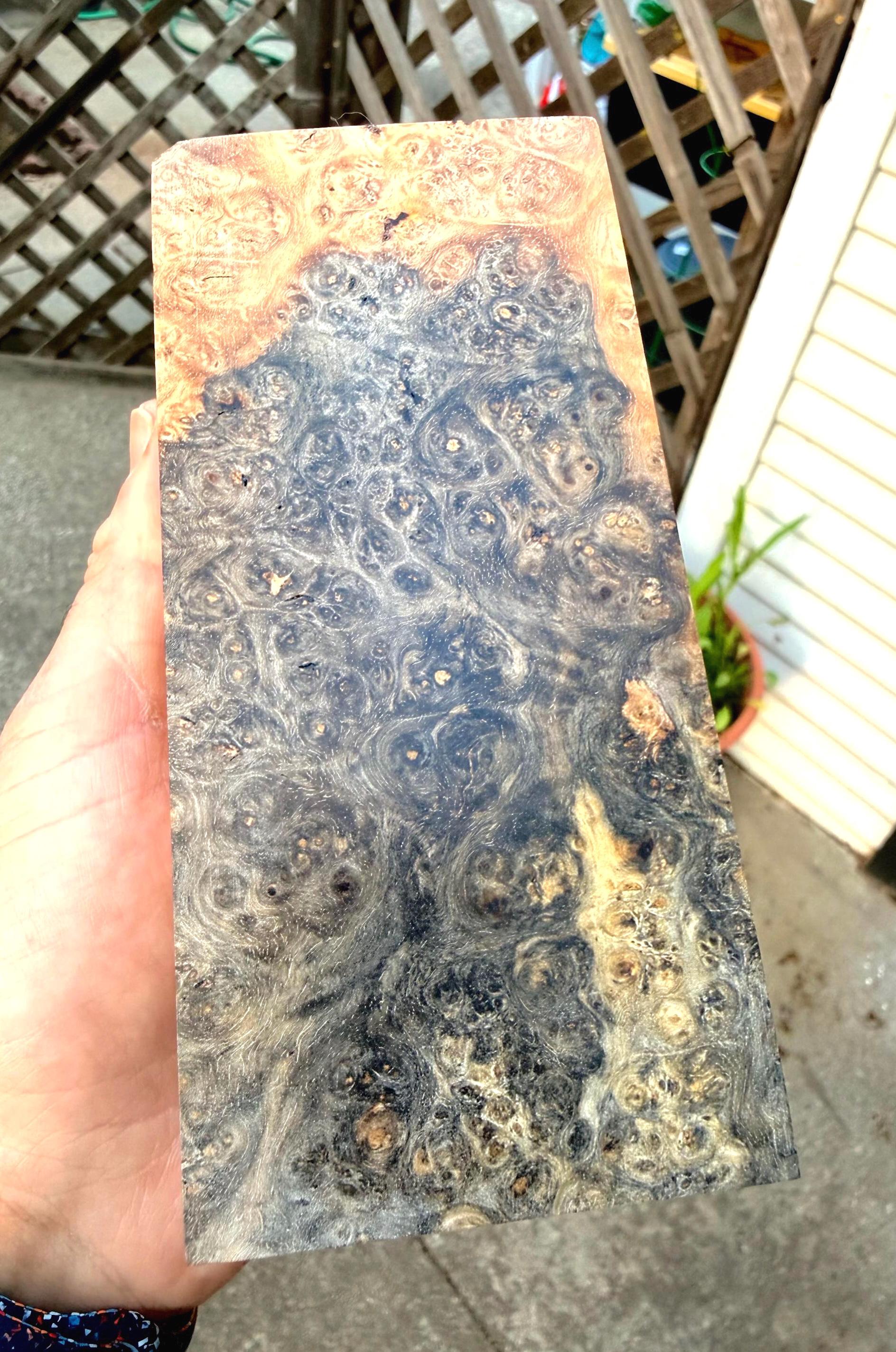 XL Sized Museum-Grade Tri Color - Amboyna Burl Blank (Spalted, Sapwood, Deep Red Heartwood)         Professionally Stabilized by K&G